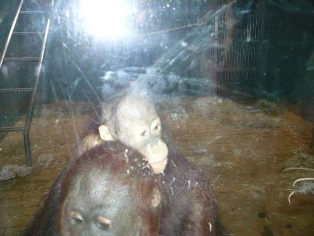 ZOO - školka